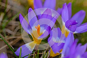 macro of beautiful crocus flowers in a garden in early springtime