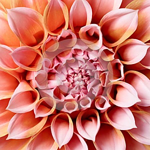 Macro of beautiful dahlia flower