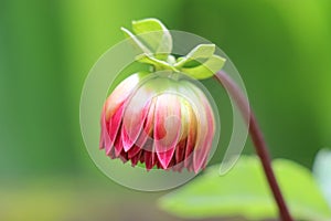Macro of a beautiful dahlia flower bud ready to bloom on a natural green background