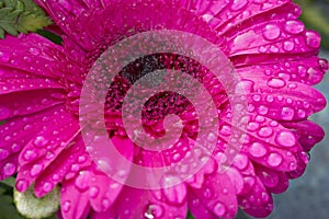 Macro of beautiful dark pink Gerbera flower in full bloom drenched in water drops from morning dew. Blurry background.