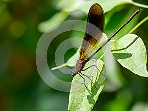 Macro of the beautiful demoiselle (Calopteryx virgo