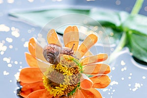 Macro beautiful forest brown snail crawling on an orange zinnia flower on the surface of the water