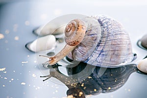 Macro beautiful forest wild snail sits on a large shell spiral on water with stones and reflection