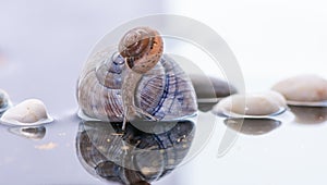 Macro beautiful forest wild snail sits on a large shell spiral on water with stones and reflection