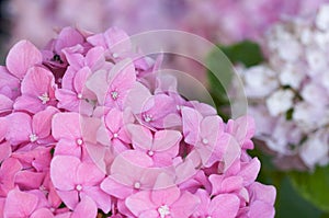 Macro - Beautiful Hydrangea Blossoms