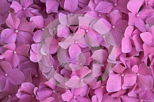 Macro - Beautiful Hydrangea Blossoms