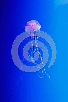Macro of a beautiful jellyfish chrysaora lactea