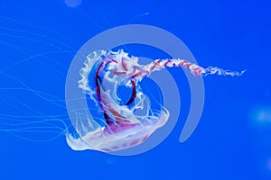 Macro of a beautiful jellyfish chrysaora lactea photo