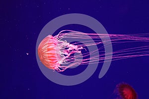 Macro of a beautiful jellyfish chrysaora pacifica
