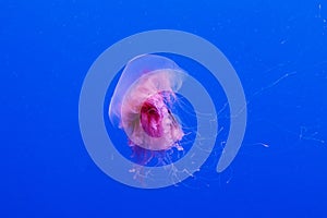 Macro of a beautiful jellyfish cyanea capillata