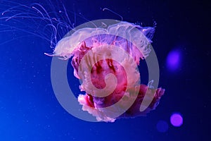 Macro of a beautiful jellyfish cyanea capillata