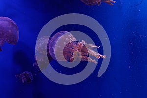 Macro of a beautiful jellyfish mastigias papua
