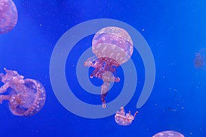 Macro of a beautiful jellyfish mastigias papua