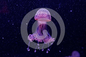 Macro of a beautiful jellyfish phyllorhiza punctata