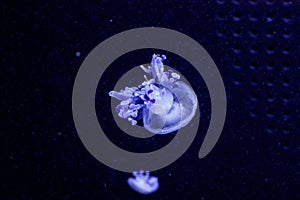 Macro of a beautiful jellyfish rhizostoma luteum