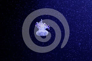 Macro of a beautiful jellyfish rhizostoma luteum