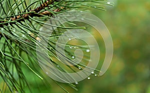 Macro of beautiful long green needles Pinus nigra, Austrian pine or black pine with waterdrops on magic bokeh background