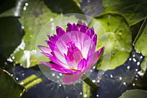 Macro of Beautiful Lotus flower, Purple water lily.