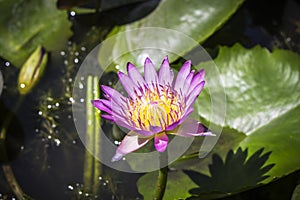 Macro of Beautiful Lotus flower, Purple water lily.