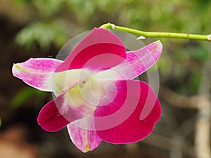 Macro of a beautiful orchid