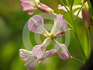 Macro of a beautiful pink flower of the wild radish Raphanus raphanistrum, with a green background