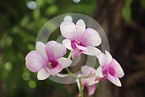 Macro of beautiful pink orchids in full bloom