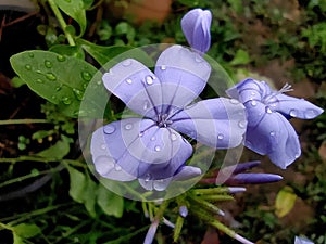 Macro of a beautiful Plumbaginaceae on a rainy day. photo