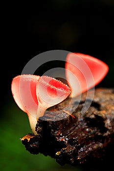 Macro of Beautiful red Champagne mushroom (wild) on timber in ra