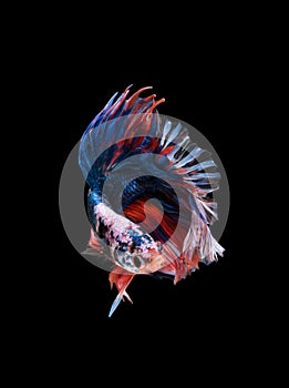 Macro the beautiful small siam betta fish with black isolate background