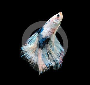 Macro the beautiful small siam betta fish with black isolate background