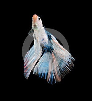 Macro the beautiful small siam betta fish with black isolate background