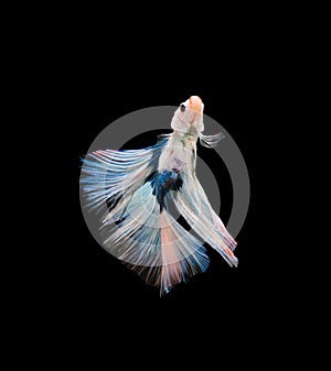 Macro the beautiful small siam betta fish with black isolate background