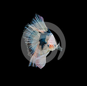 Macro the beautiful small siam betta fish with black isolate background