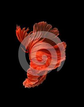 Macro the beautiful small siam betta fish with black isolate background