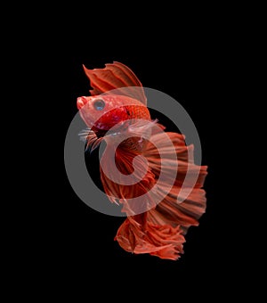 Macro the beautiful small siam betta fish with black isolate background