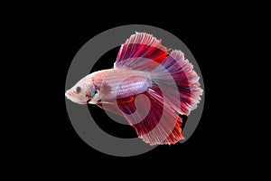Macro the beautiful small siam betta fish with black isolate background
