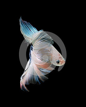 Macro the beautiful small siam betta fish with black isolate background