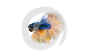 Macro the beautiful small siam betta fish with white isolate background