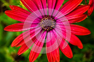 Macro of beautiful and vibrant red and pink flower