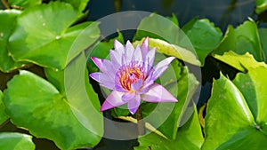 Macro beautiful water lily or lotus flower in pond at morning time