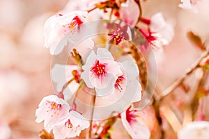 Macro beautiful white and pink cherry blossom Sakura flower i