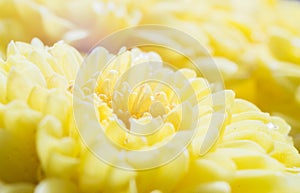Macro of beautiful yello flowers for love season or Valentine`s Day background selective focus