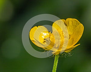 Macro of a beautiful yellow buttercup flower head with lots of details of this plant.