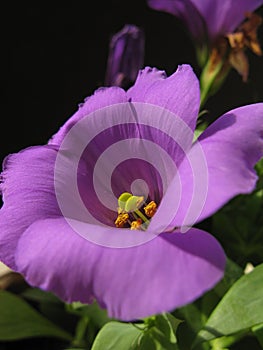 Macro beauty petunia show pistil and