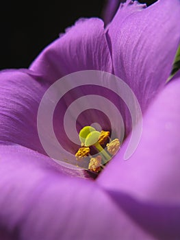 Macro beauty petunia show pistil and staments