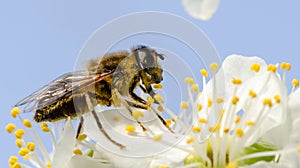 Macro bee