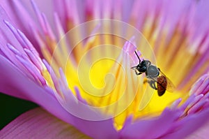 A Macro of bee collect yellow pollen from purple lotus