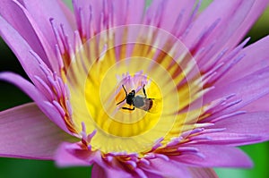 Macro of bee collect yellow pollen from purple lotus