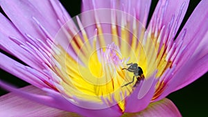 Macro of bee collect yellow pollen from purple lotus