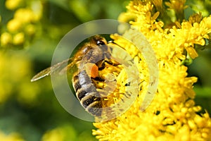 Macro bee collects nectar from the flower of mimosa photo